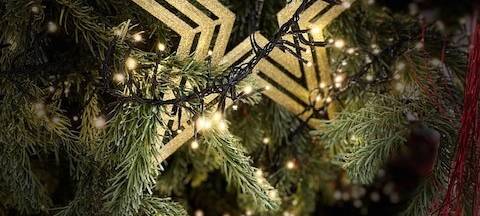 Rund 65 000 Weihnachtsbäume in Sauerländer Stuben