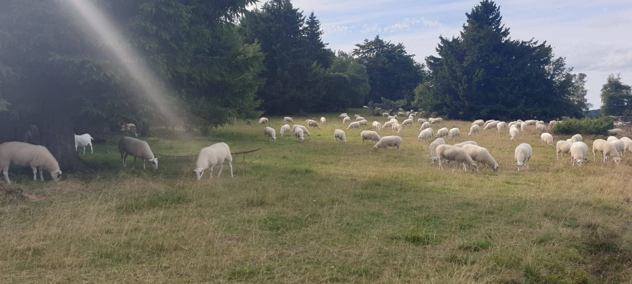 Zum Nachhören: Hochheidelämmer im Sauerland