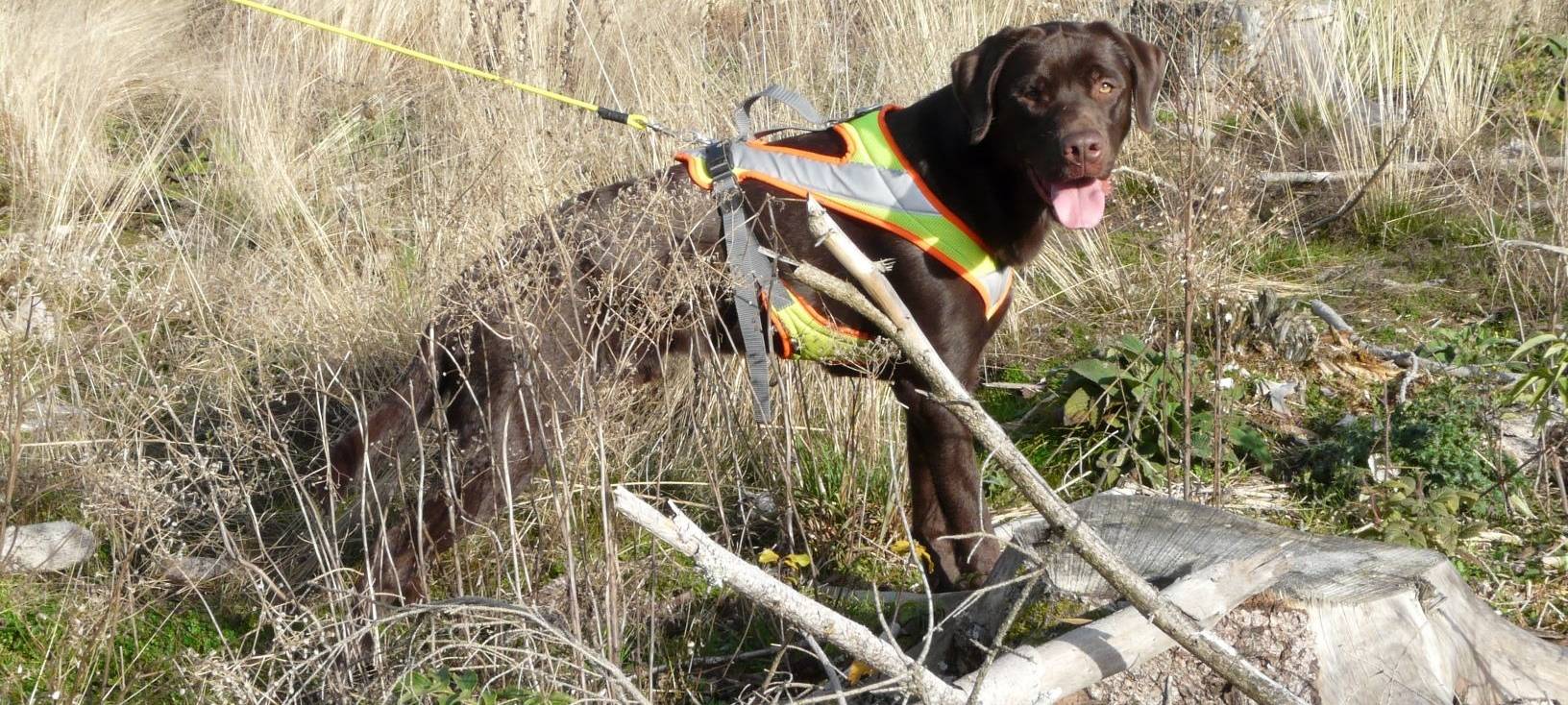 Spürhunde ausgebildet