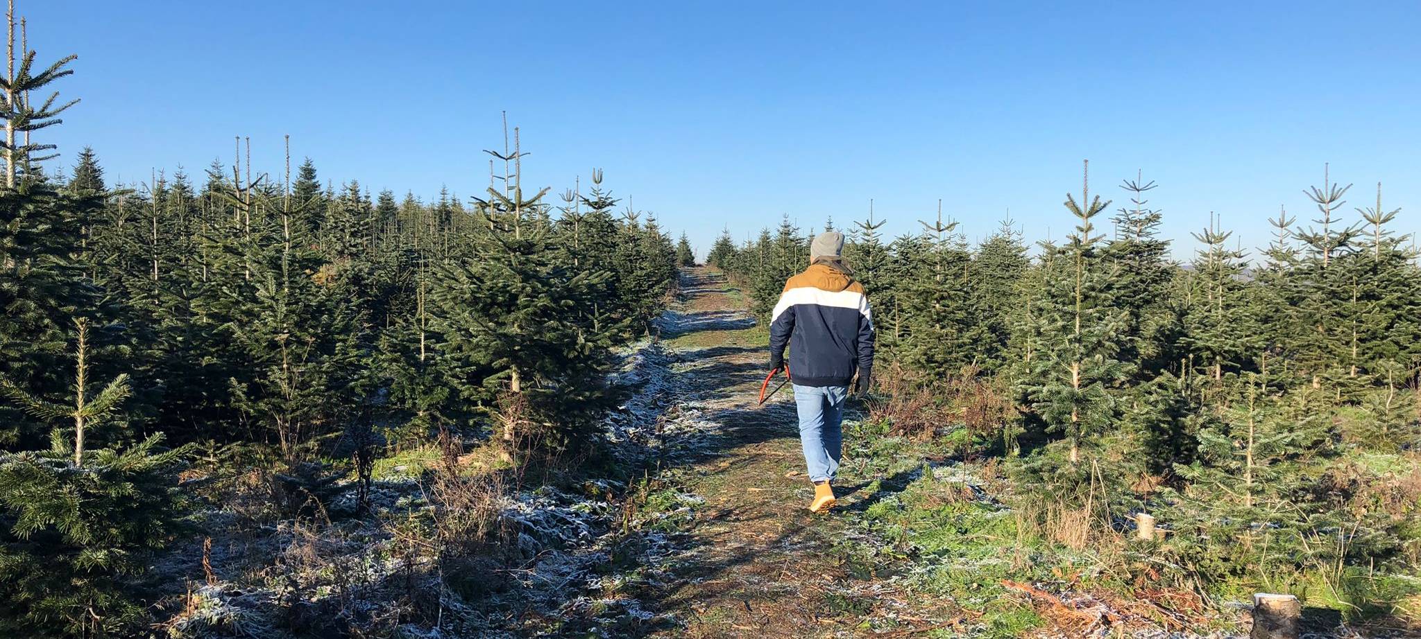 Zum Nachhören: Alles rund um Weihnachtsbäume