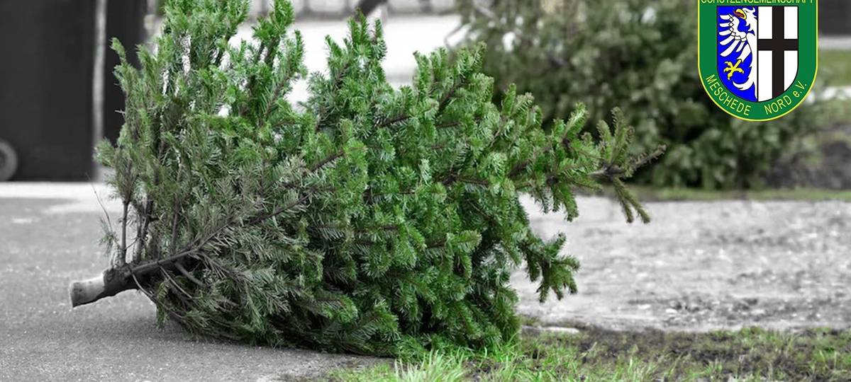 Ab morgen werden im Sauerland die Weihnachtsbäume abgeholt