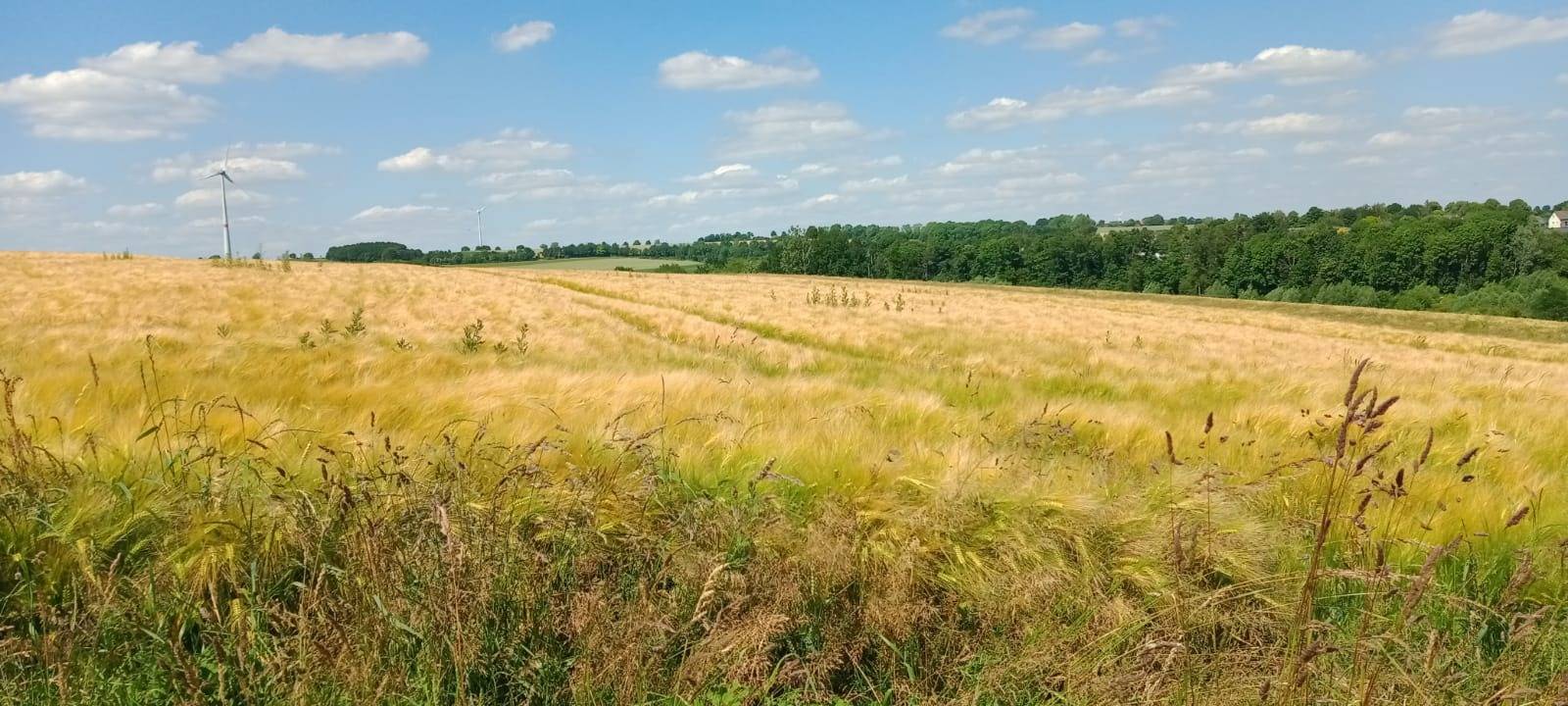 Sauerland: Feuchtes Wetter verhindert Getreideernte