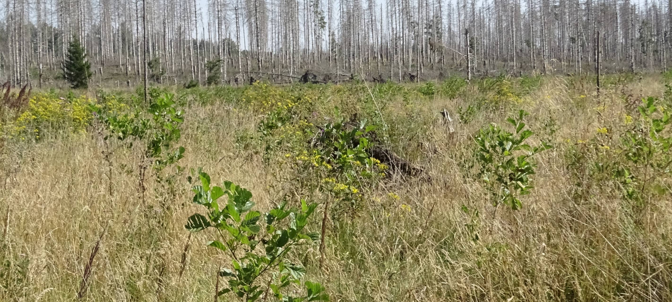 Ein Drittel der Fichten im Sauerland ist zerstört