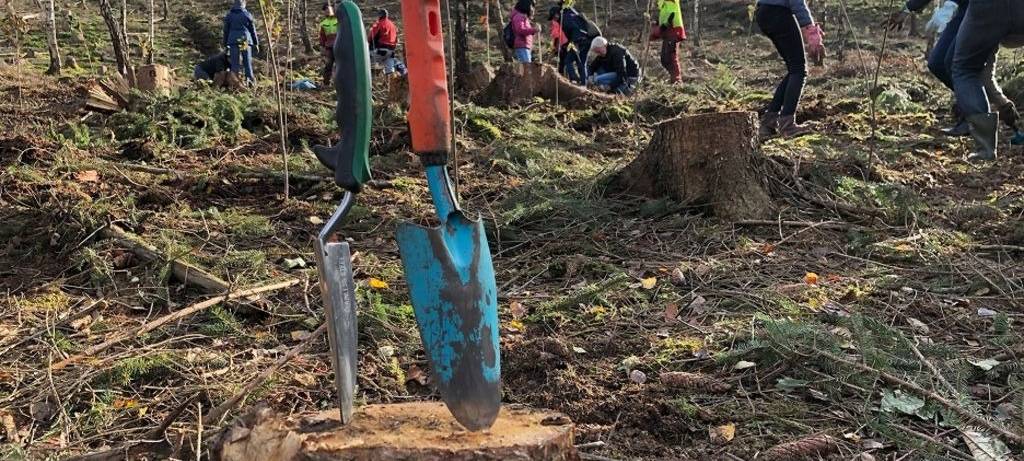 Arnsberg forstet auf: Erste Pflanzaktion in diesem Jahr