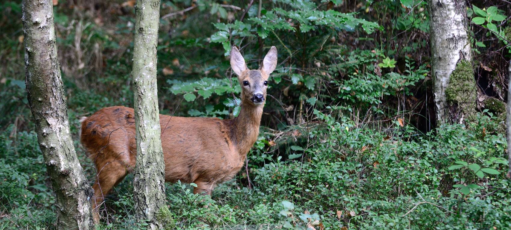 Projekt forscht zu Wald und Wild im Sauerland