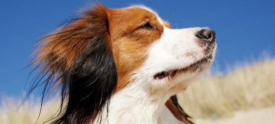 In Olsberg werden bald die Hunde gezählt