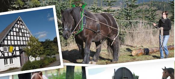 Weltrekordversuch bei Holzrückemeisterschaft in Eslohe-Cobbenrode