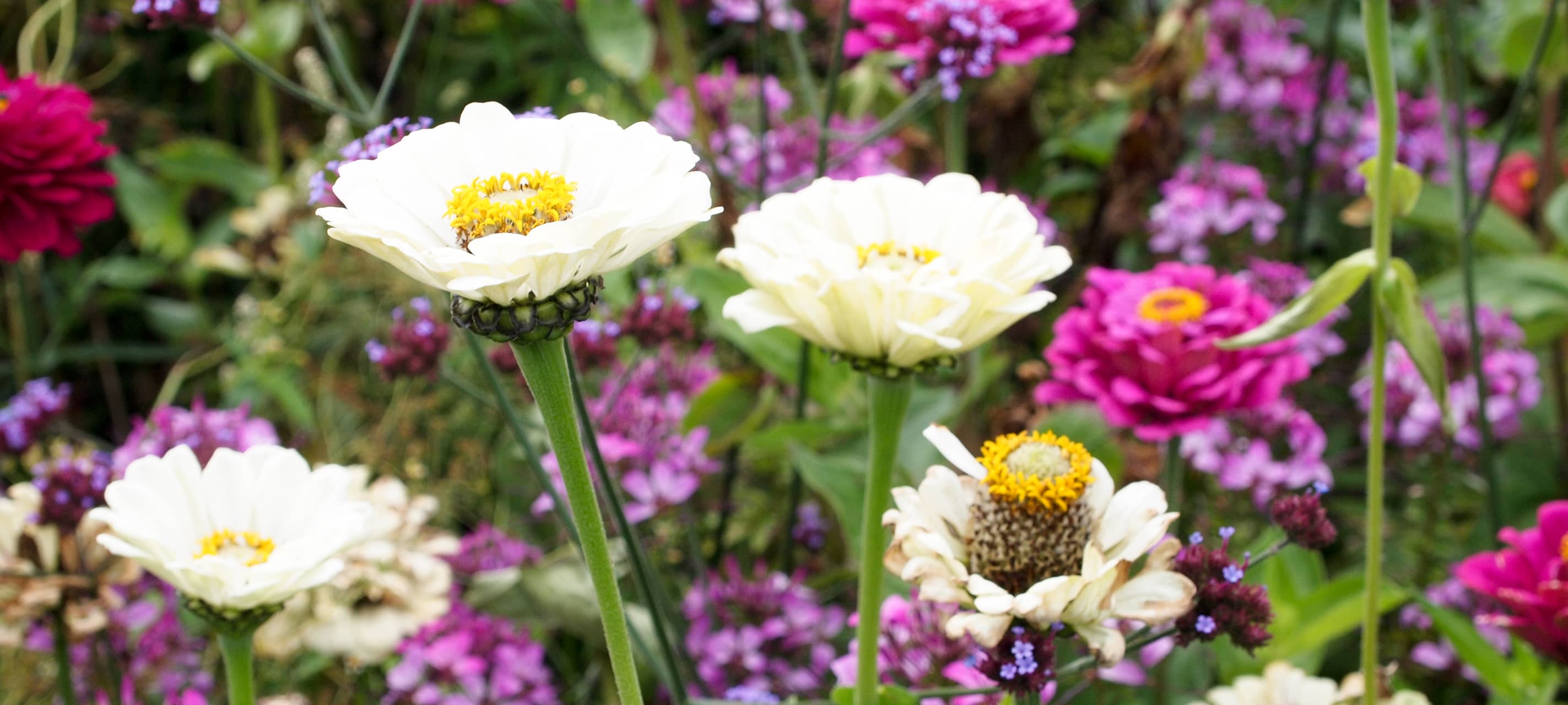 Ein Blumenmeer zum Hüstener Jubiläum