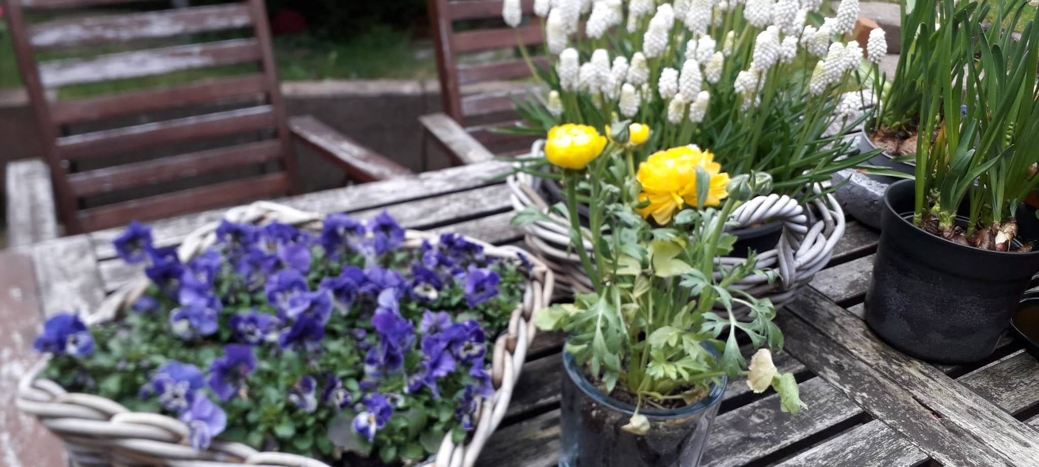 Zum Nachhören: Frostschäden im Sauerland