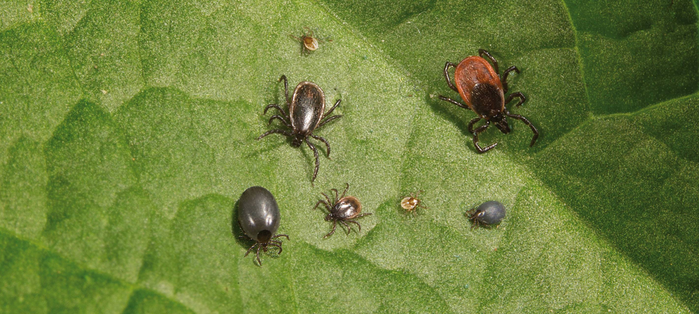 Warum die Zecke in Deutschland immer aktiver wird