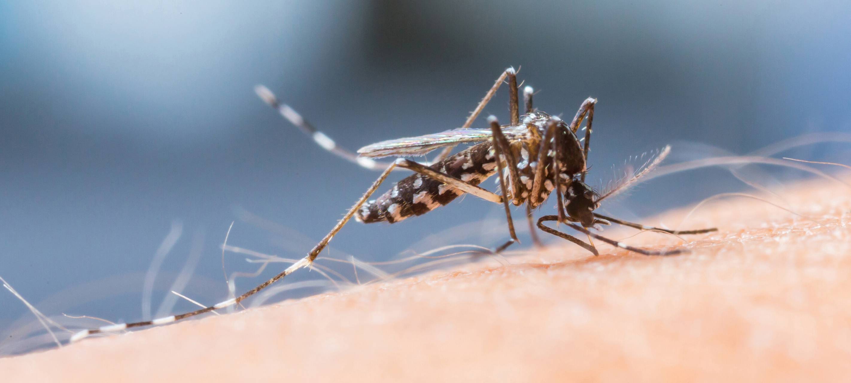 Arztpraxen im Sauerland behandeln immer öfter Insektenstiche