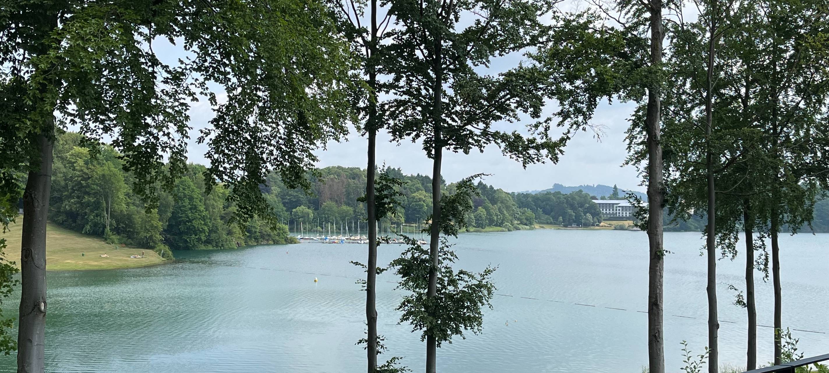 Meschede: am Hennesee werden Bäume gefällt
