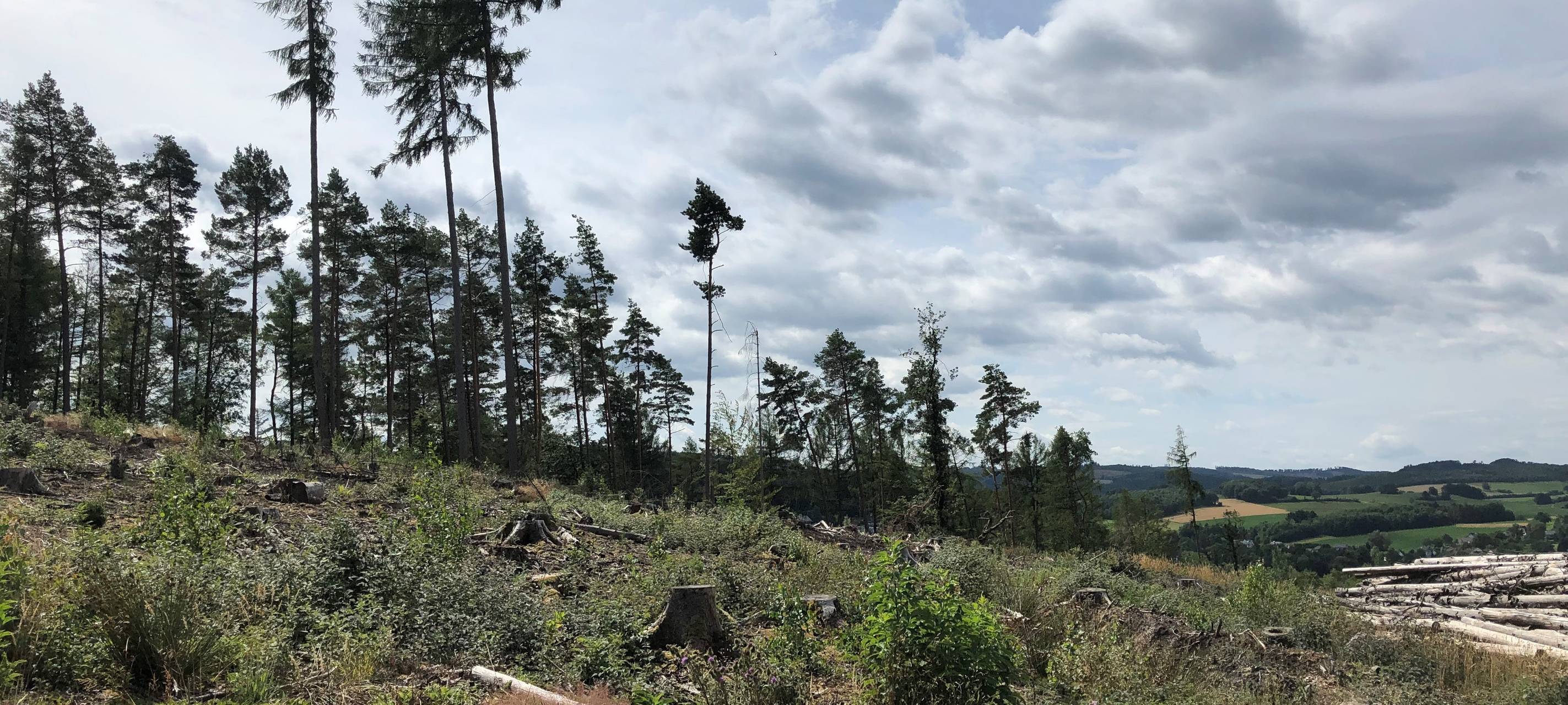 Wie sieht der Wald der Zukunft im Sauerland aus?