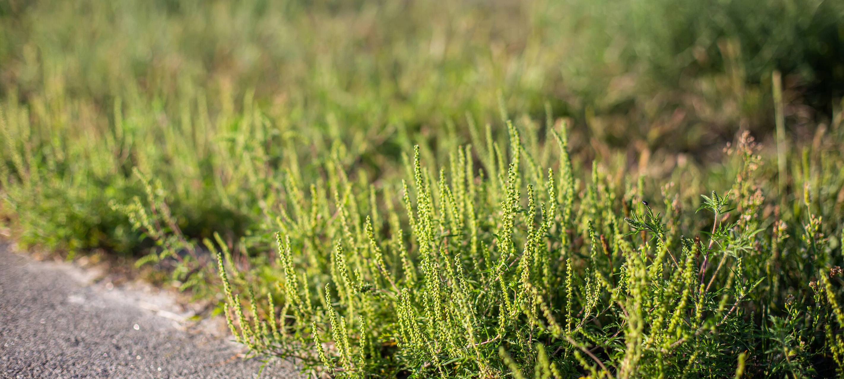 Gefährlich: Ambrosia breitet sich im Sauerland aus