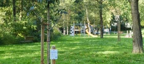 Meschede: Erinnerungsbaum für Suizidopfer