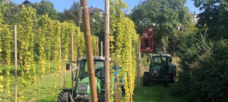 Hopfenernte in Hallenberg beginnt