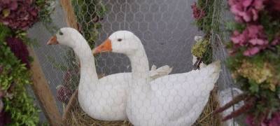Zum Nachhören: Eggeabtrieb Brilon-Rösenbeck 2023