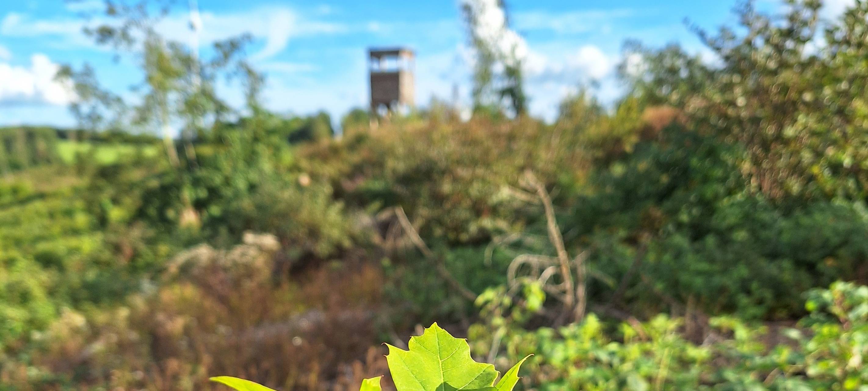 Sauerland: Wild gefährdet oft junge Bäume