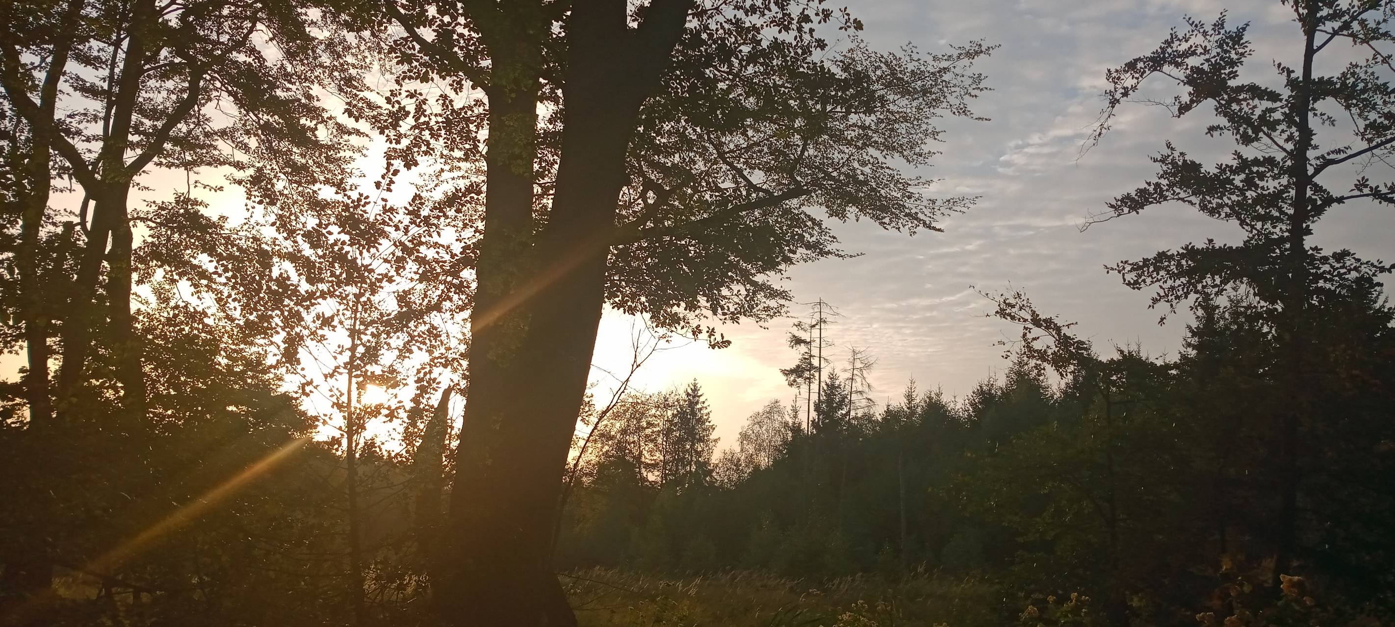 Sundern: Stadtwald wird weiter aufgeforstet