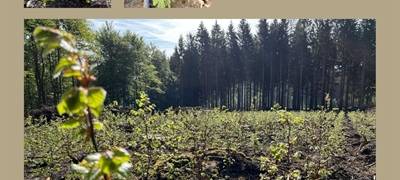 Winterberg forstet Kahlflächen auf