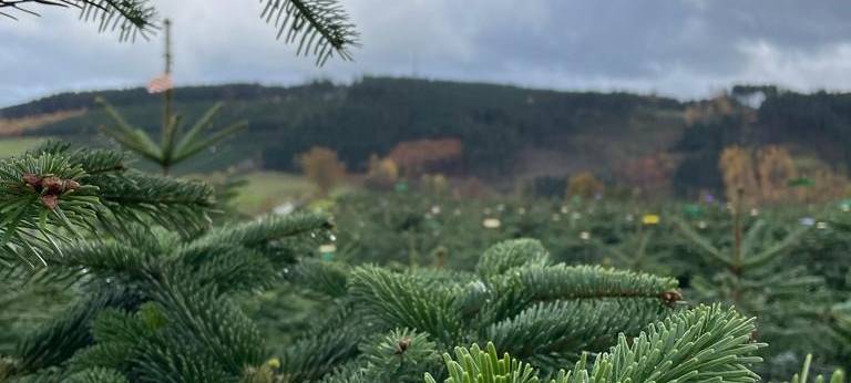 Sauerländer Weihnachtsbaumsaison eröffnet