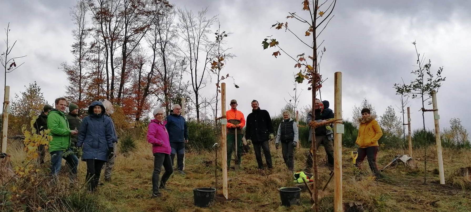 Wiederaufforstung im Sauerland
