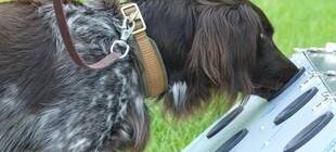 Arnsberg: Suchhunde spüren Schweinepest auf