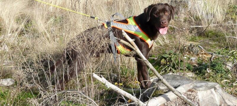 Jagdsaison im Sauerland