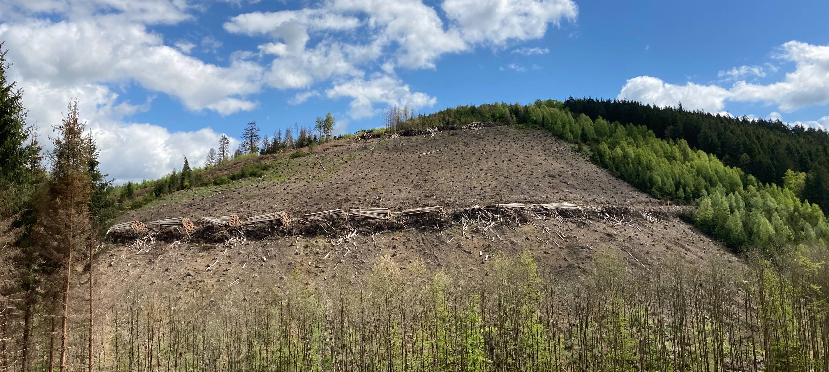 Zustand des Waldes im Sauerland weiter schlecht