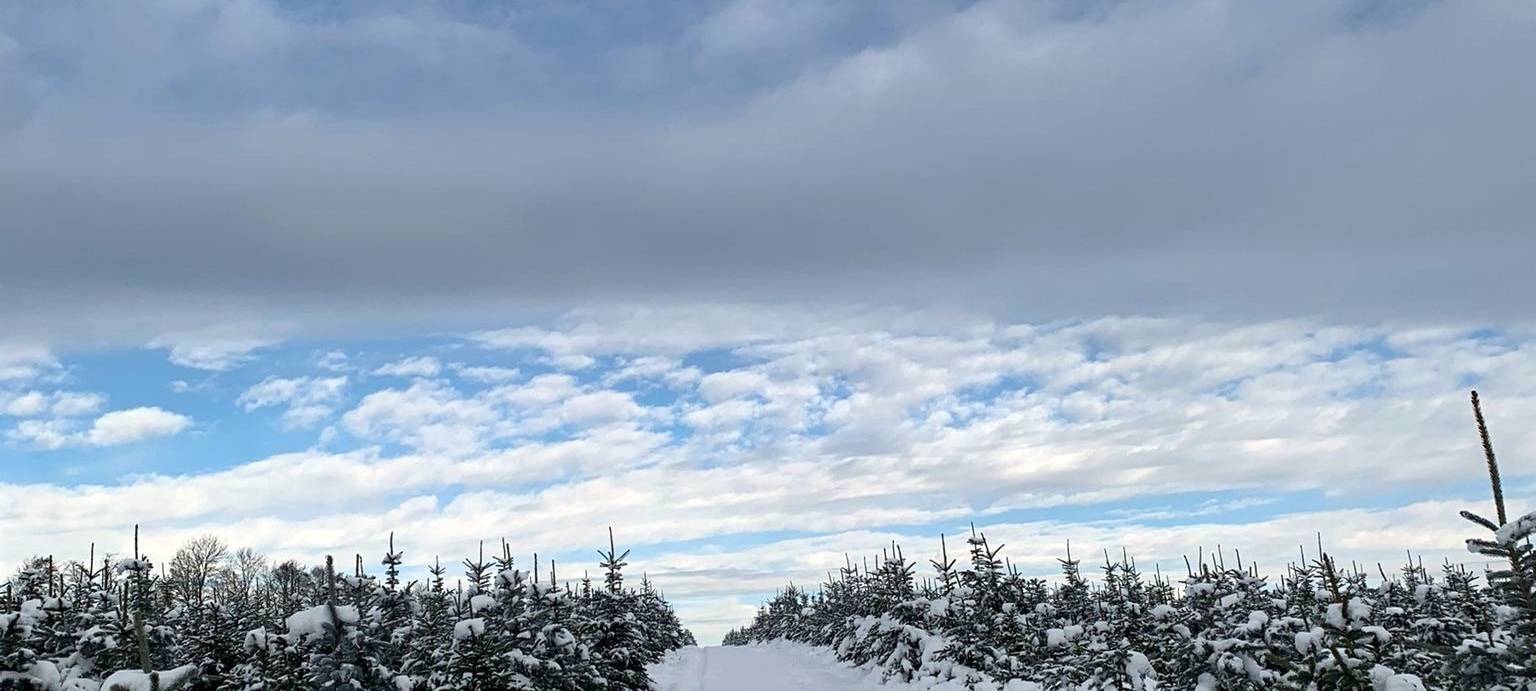 Weihnachtsbäume im Sauerland