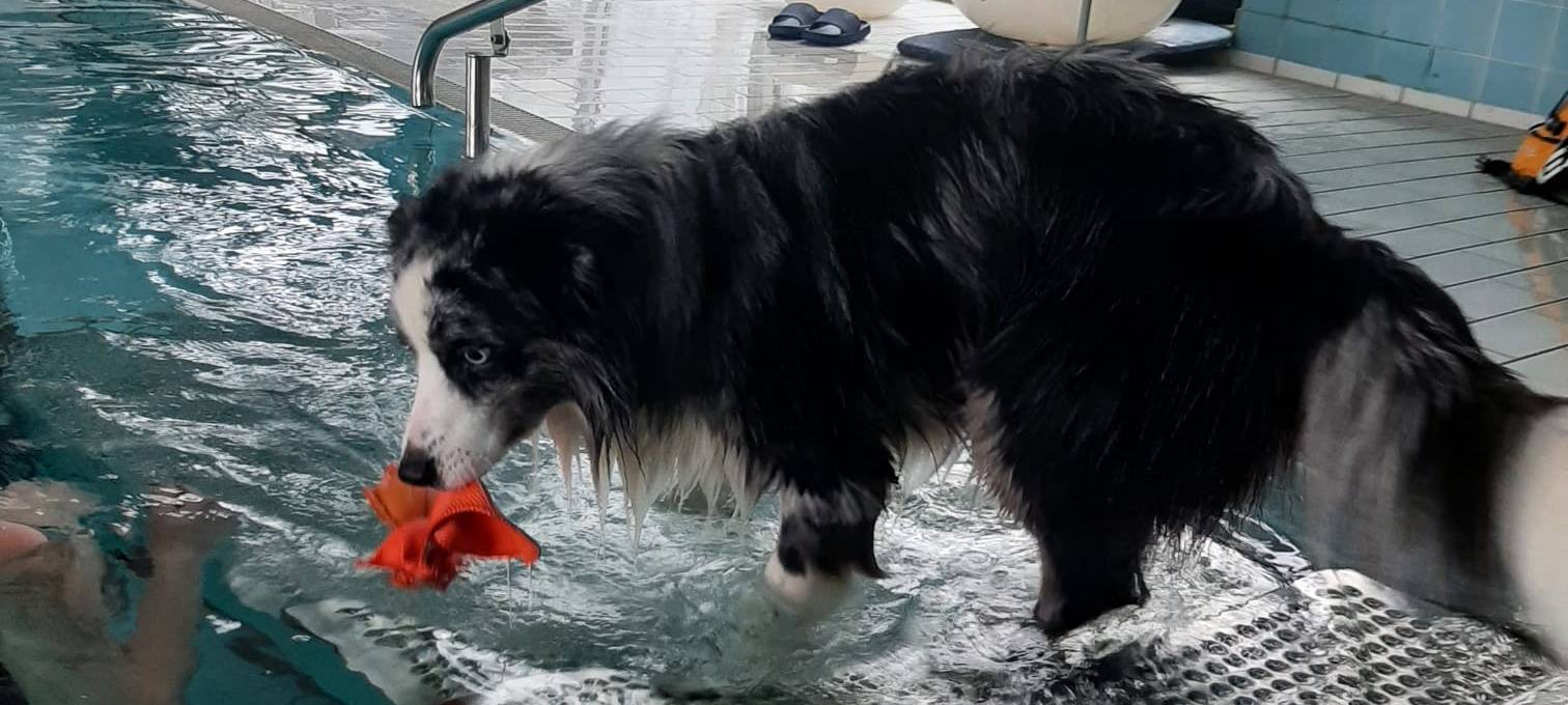 Zum Nachhören: Hundeschwimmen im Wofi-Bad Freienohl