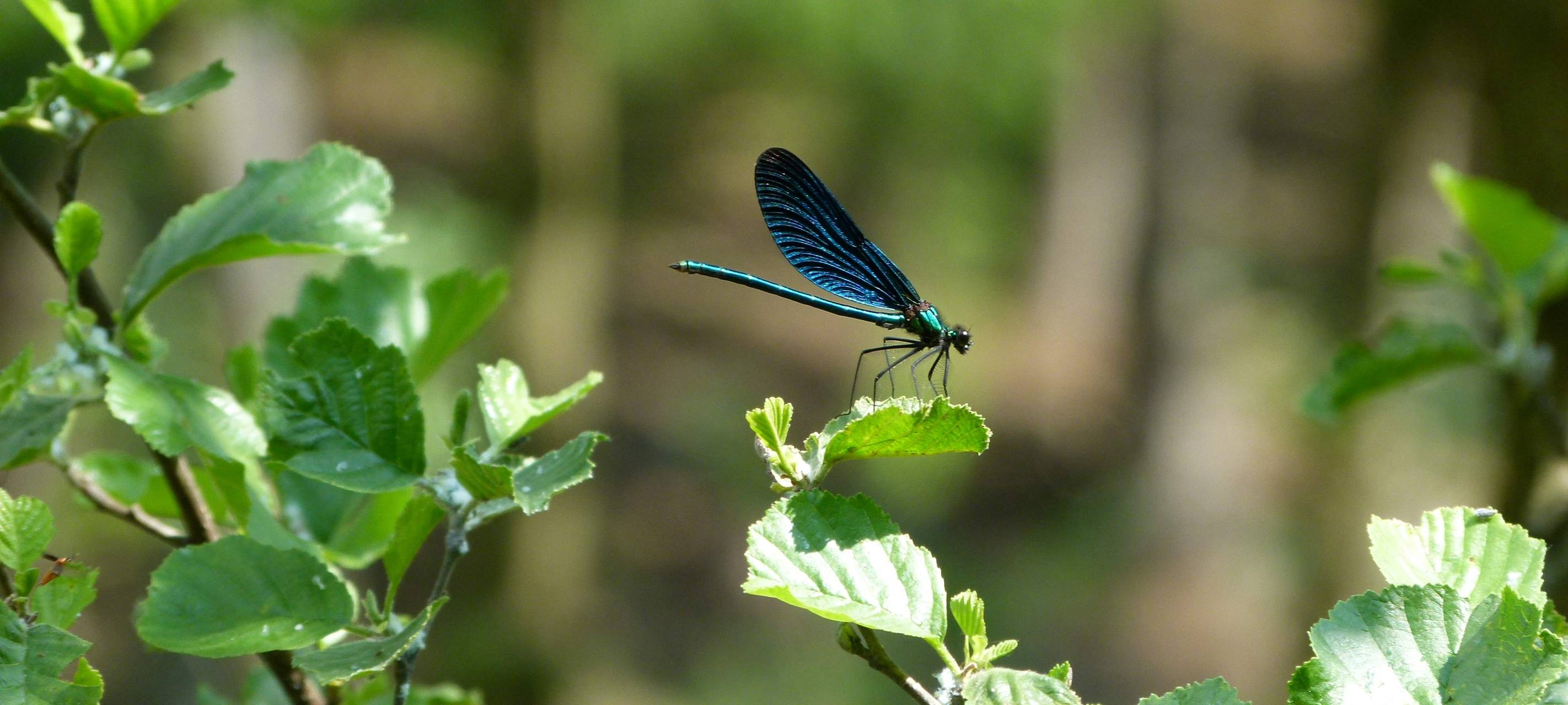 Sauerland: Tag der biologischen Artenvielfalt