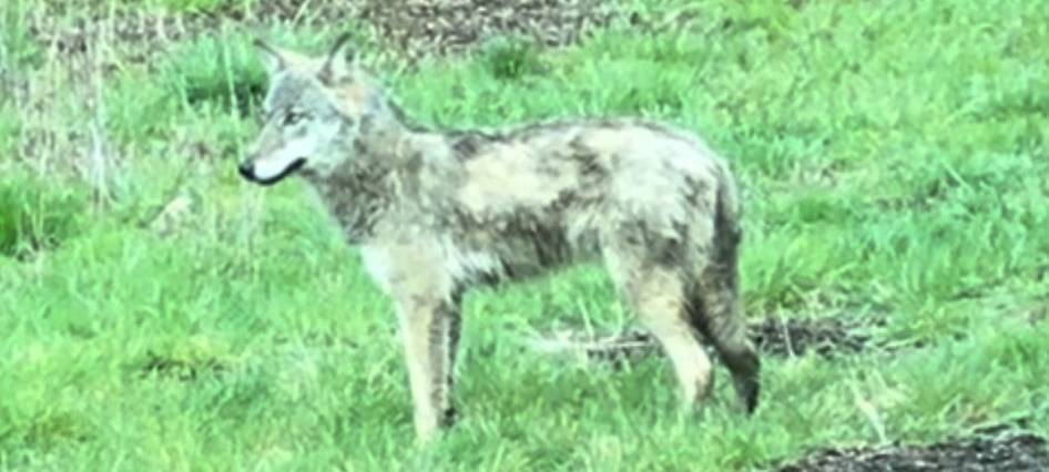 Wolfssichtung im Sauerland?
