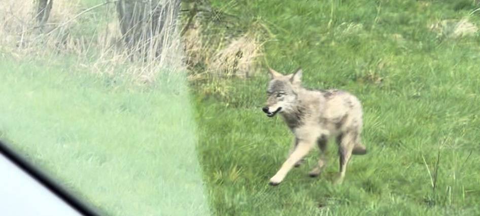 Wolfssichtung im Sauerland?