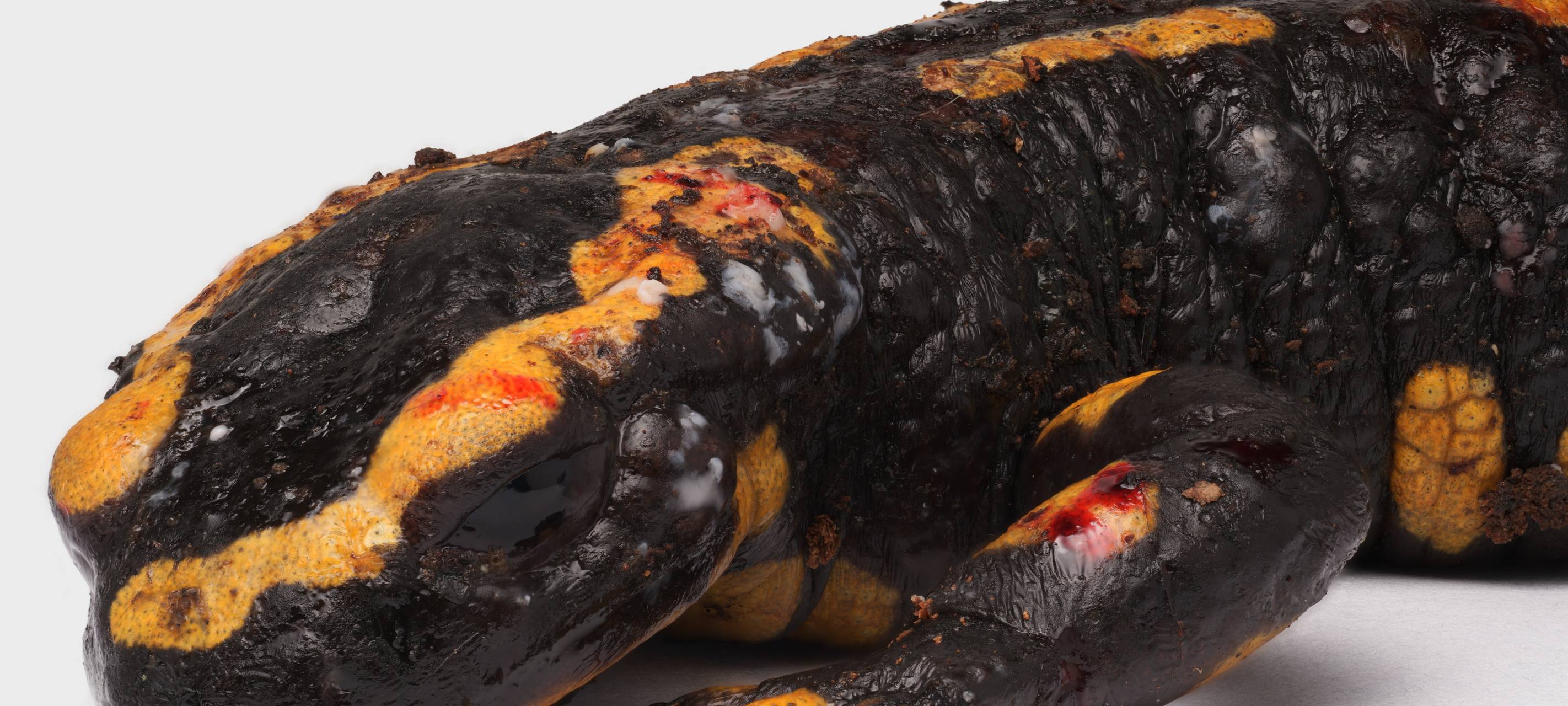 Salamandersterben im Sauerland