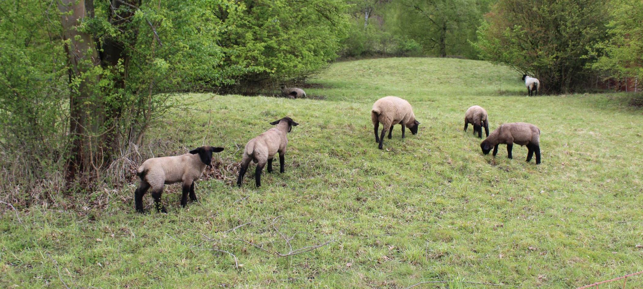 Marsberg: Schafe weiden auf Klinikgelände