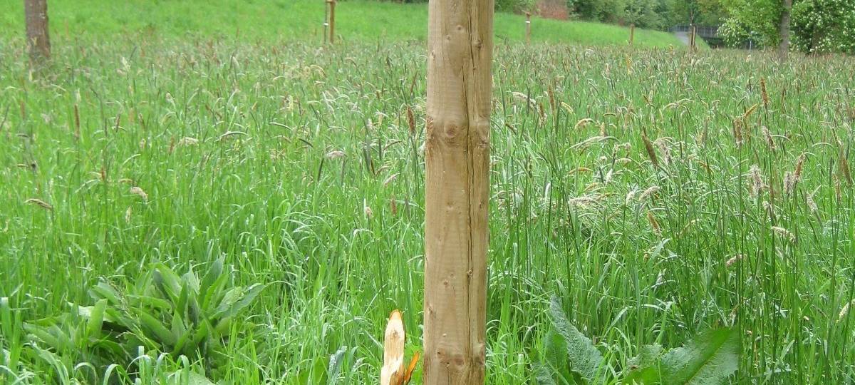Olsberger Ruhrauen: Unbekannte brechen Obstbäume ab
