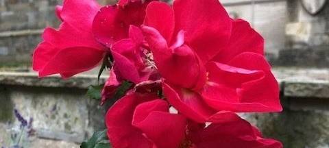 Pilgerrose kommt ins Sauerland