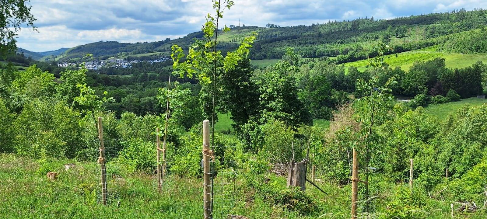 Bäume pflanzen zu besonderen Gelegenheiten in Olsberg