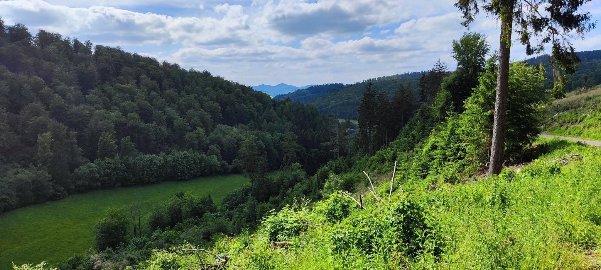 Sauerland: Aktionstage über Wald