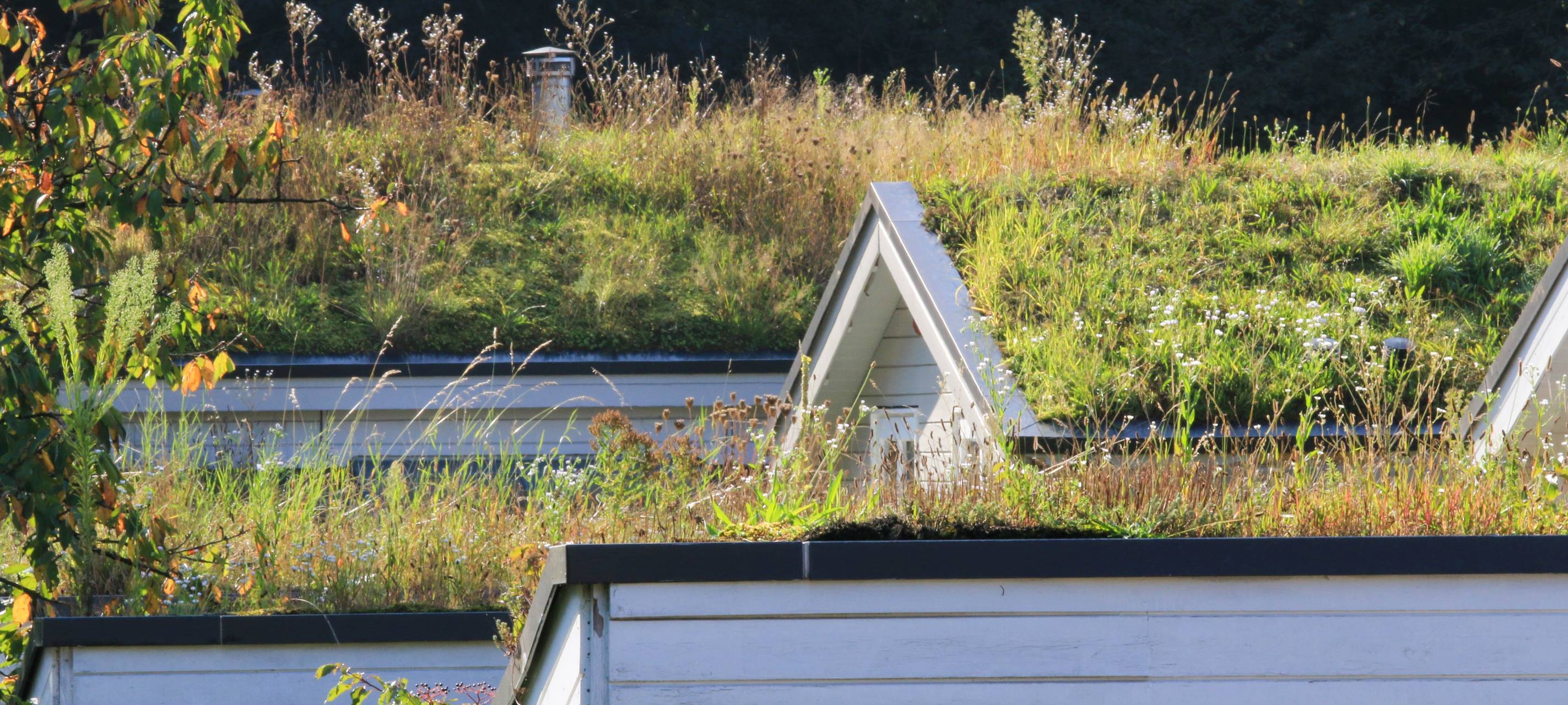 Marsberg: Rat entscheidet über Klimaschutzpaket