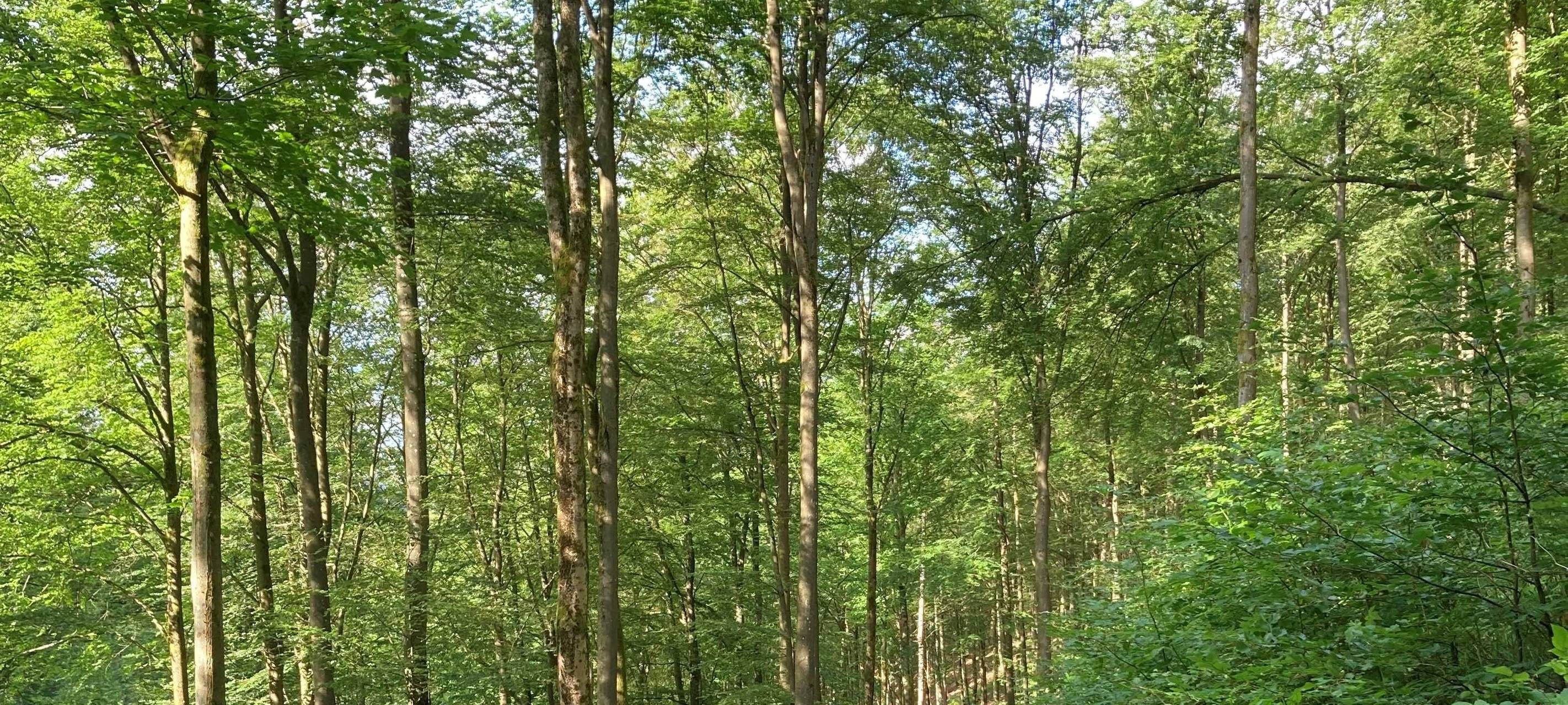 Sauerland: Projekt "Wir im Wald"
