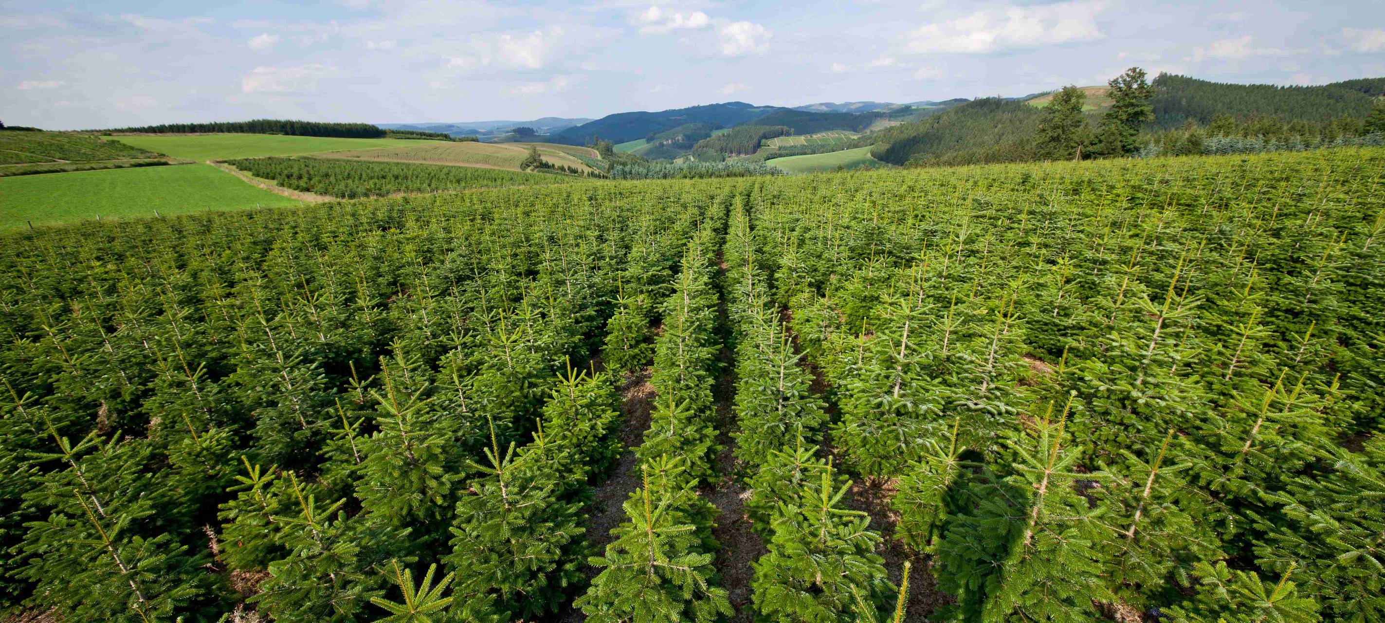 Sauerland: Viel Pflege für die Weihnachtsbäume