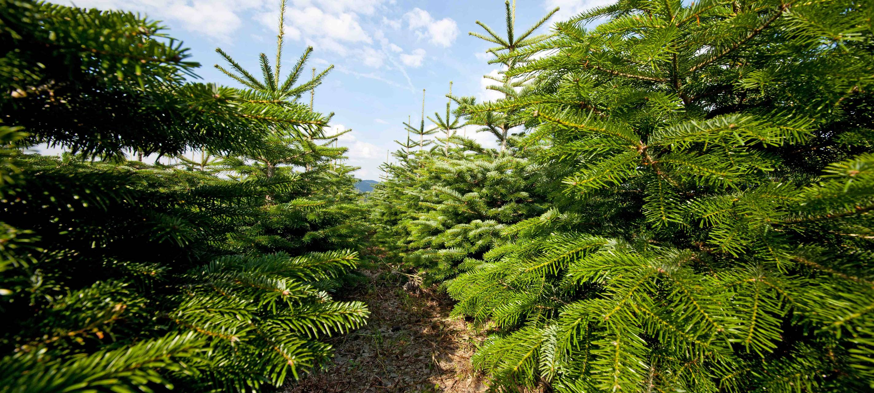Viel Arbeit für Sauerländer Weihnachtsbaumerzeuger