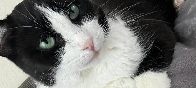 Zum Nachhören: Das Radio Sauerland EM-Orakel