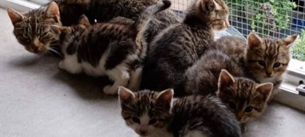 Zum Nachhören: Das Radio Sauerland EM-Orakel