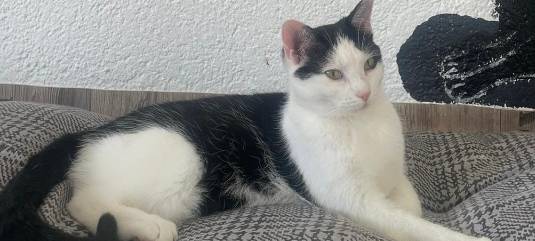 Zum Nachhören: Das Radio Sauerland EM-Orakel