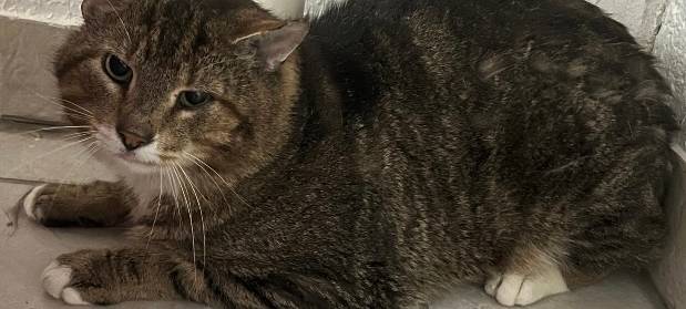 Zum Nachhören: Das Radio Sauerland EM-Orakel