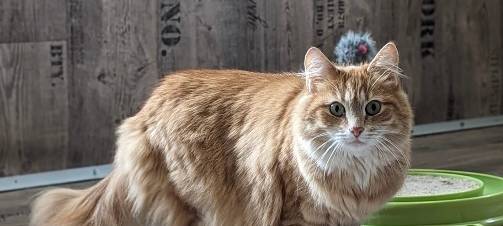 Zum Nachhören: Das Radio Sauerland EM-Orakel