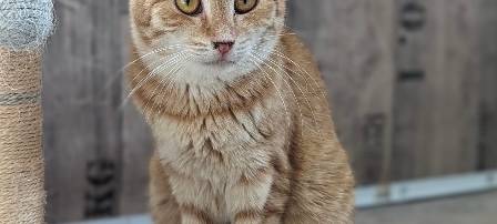 Zum Nachhören: Das Radio Sauerland EM-Orakel